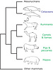 Morphological tree (after O'Leary and Geisler 1999).