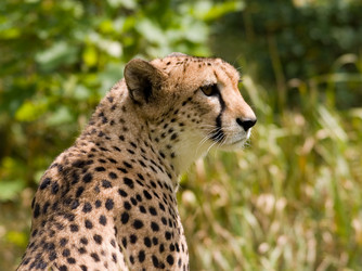 Cheetah Classification Chart