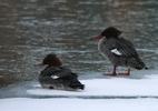 common mergansers