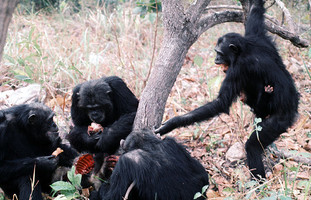 ancestral chimpanzee diet