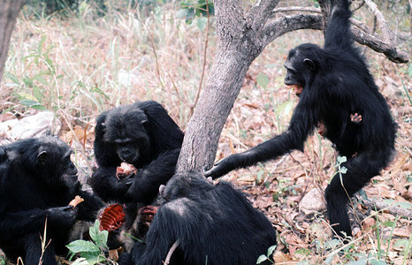 Chimpanzee Diet In The Wild