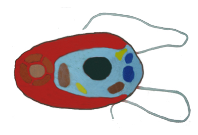 Chlamydomonas+diagram+with+labels