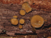 Saprobic Fungi