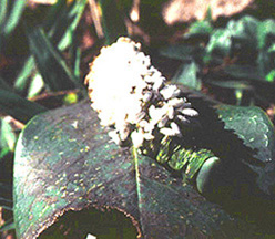 Caterpillars In Cocoons