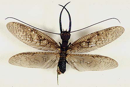 A typical dobsonfly male with