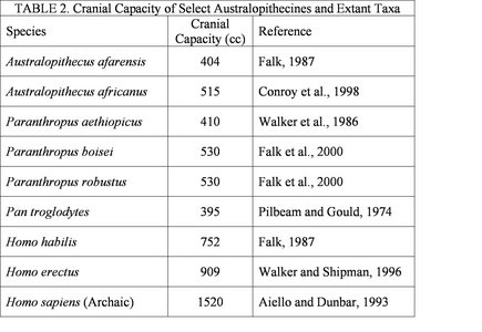 Human Evolution Chart Species