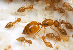 Crematogaster smithi, queen, workers and eggs
