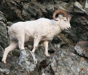 feral sheep