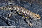 Full body horizontal view of lizard slightly turned downward on a tree