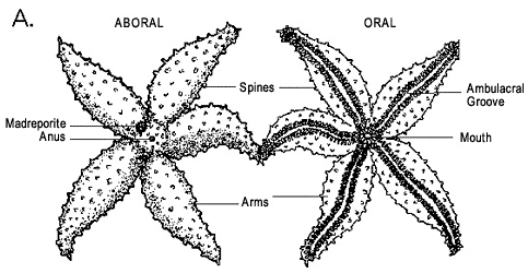 Starfish Aboral