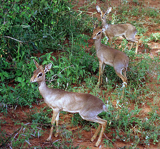 Family of dikdiks (Madoqua kirkii), Samburu, Kenya