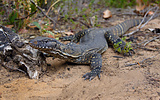 Heath Goanna