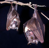 Epauletted fruit bat