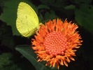 Eurema hecabe butterfly