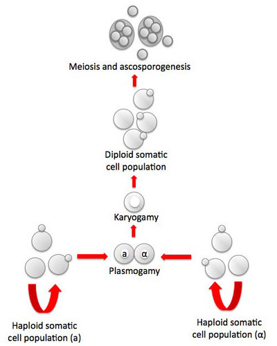 Diploid Versus Haploid