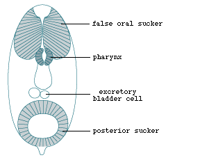 ocella platyhelminthes