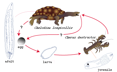 Crayfish Life Cycle