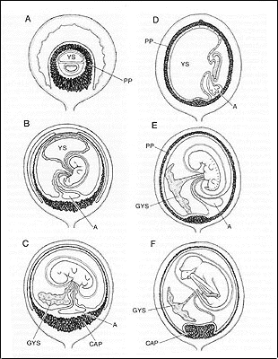 fetal membranes