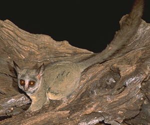 Lesser bushbaby