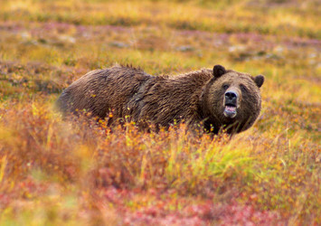 grizzly symbol