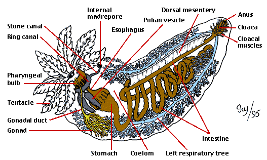 sea cucumbers representation