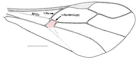 Pseudofoenus crassipes forewing