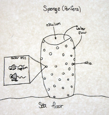 which cells move throughout sponges body wall to deliver food