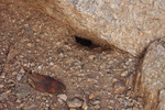 Nest entrance of Myrmecocystus sp.