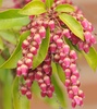 Japanese Pieris (Pieris japonica 'Valley Valentine')