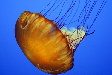 types of jellyfish description
