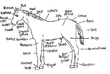 Diagram Of Horse