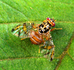 male medfly