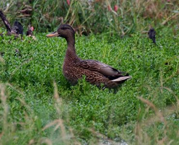 The Hawaiian Duck