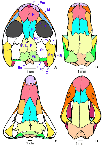 Pedicellate Teeth