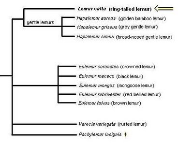 Ringtail Possum Growth Chart