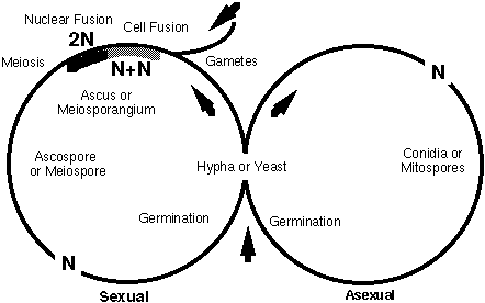 ascomycota life cycle