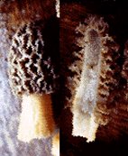 sac fungi examples