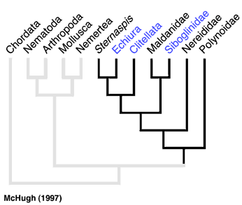 Annelida Classification Chart