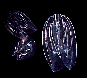 Ctenophora Comb Jellies