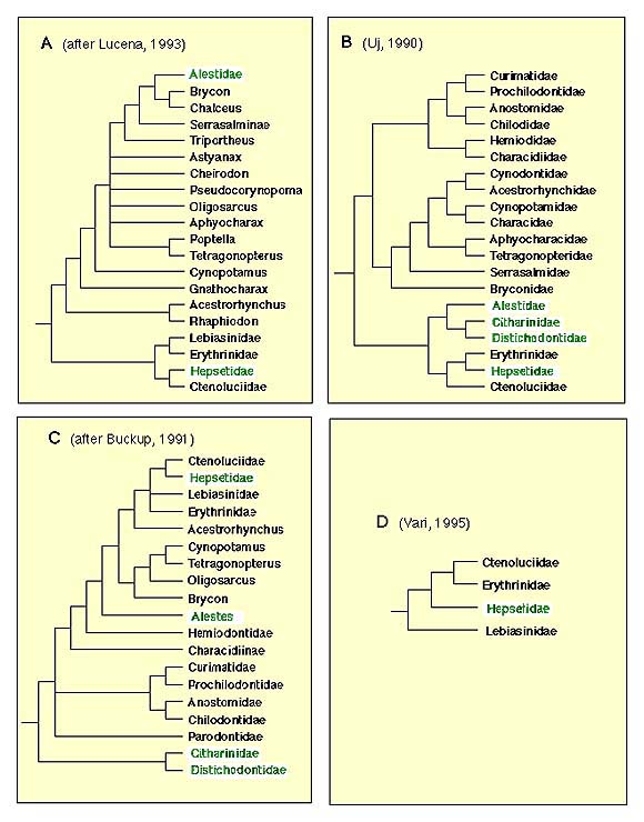 Characiformes trees