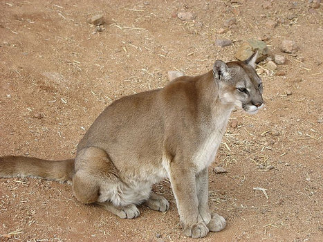 puma animal characteristics