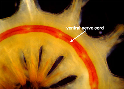 Vista ventral de un gusano escalador mostrando su doble cordón nervioso