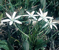 Ornithogalum umbellatum