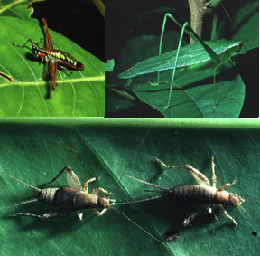 Weta Grasshopper