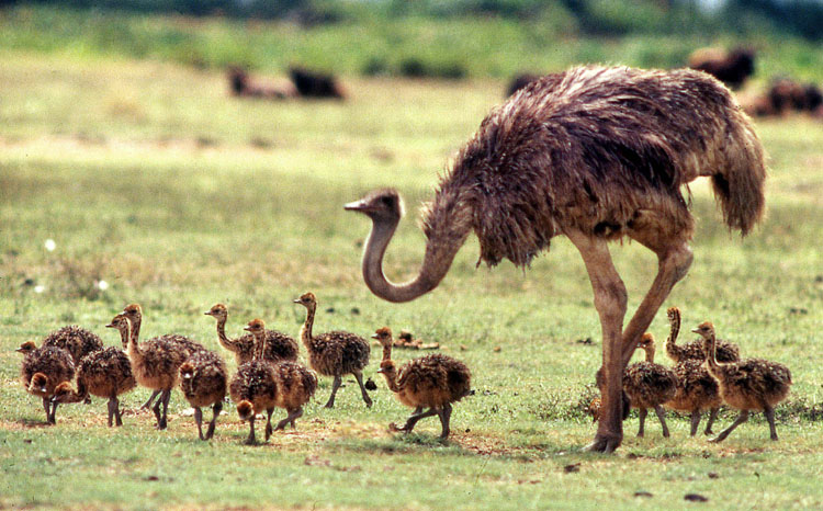 Pictures Ostriches