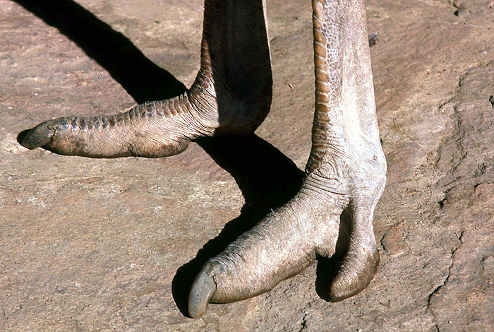 Ostrich People Feet