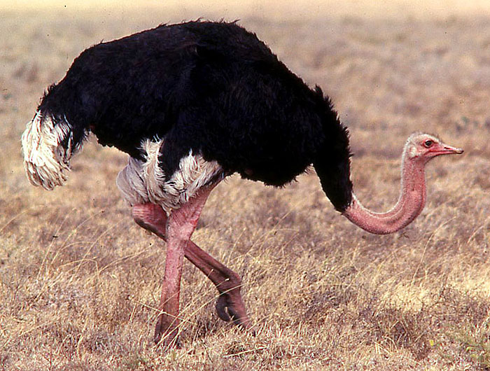 Confessions of an Ostrich.