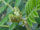 Cloudless Sulphur eggs on Senna