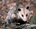 Virginia opossum sitting on forest floor, facing camera