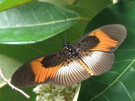 Pseudacraea poggei butterfly